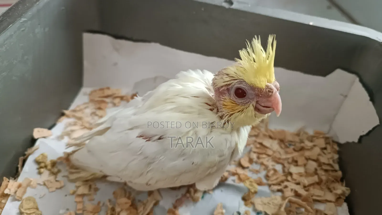 লুটিনো ককাটেল হ্যান্ড ফিডিং বেবি