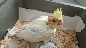 লুটিনো ককাটেল হ্যান্ড ফিডিং বেবি