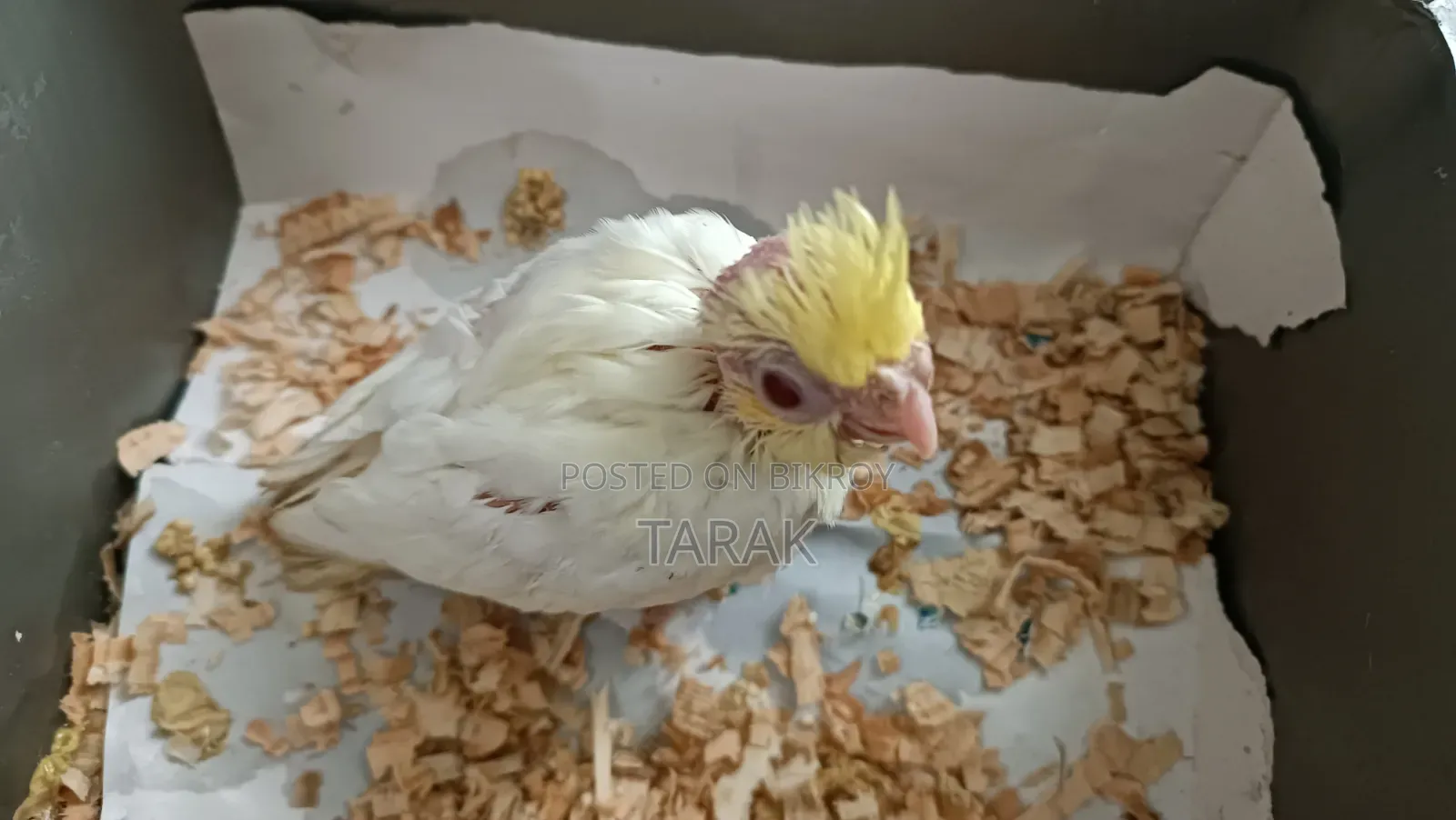 লুটিনো ককাটেল হ্যান্ড ফিডিং বেবি