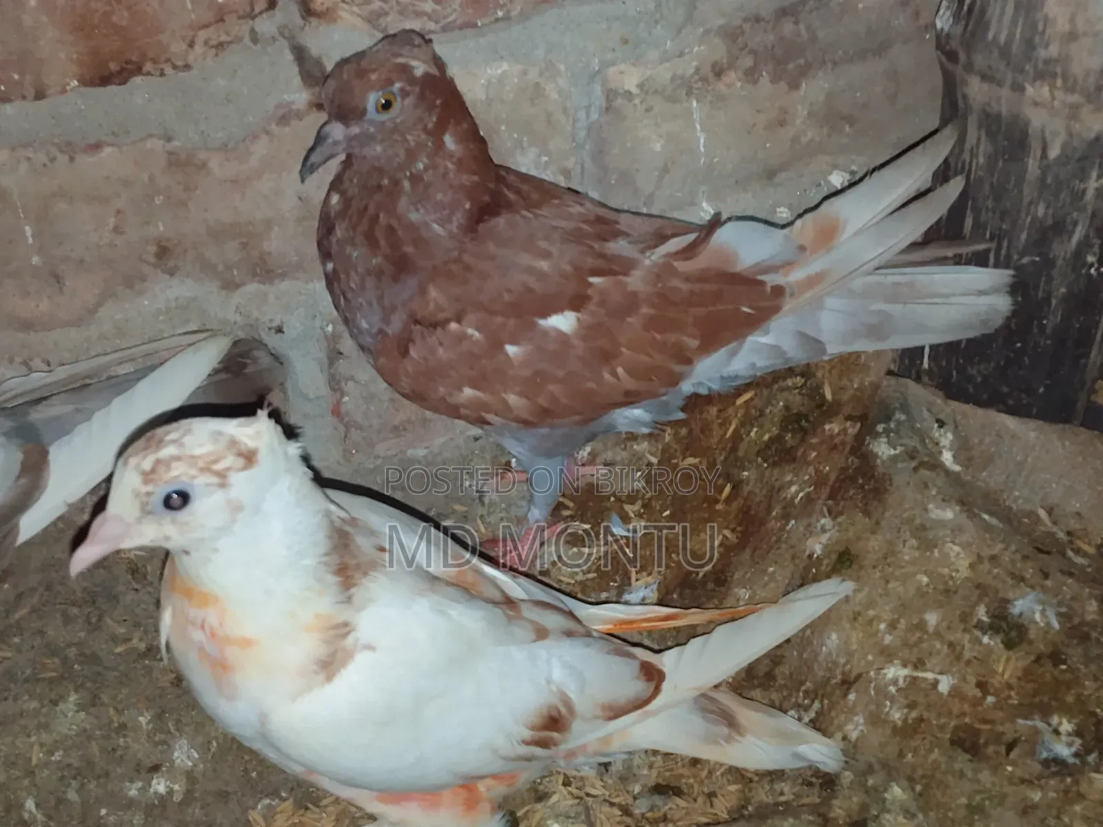 Pigeon Chicks