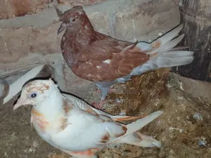 Pigeon Chicks