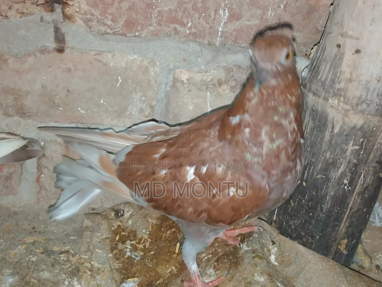 Pigeon Chicks