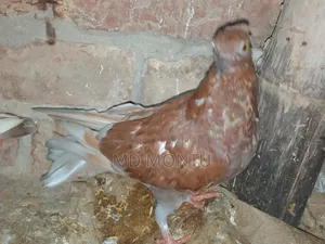 Pigeon Chicks
