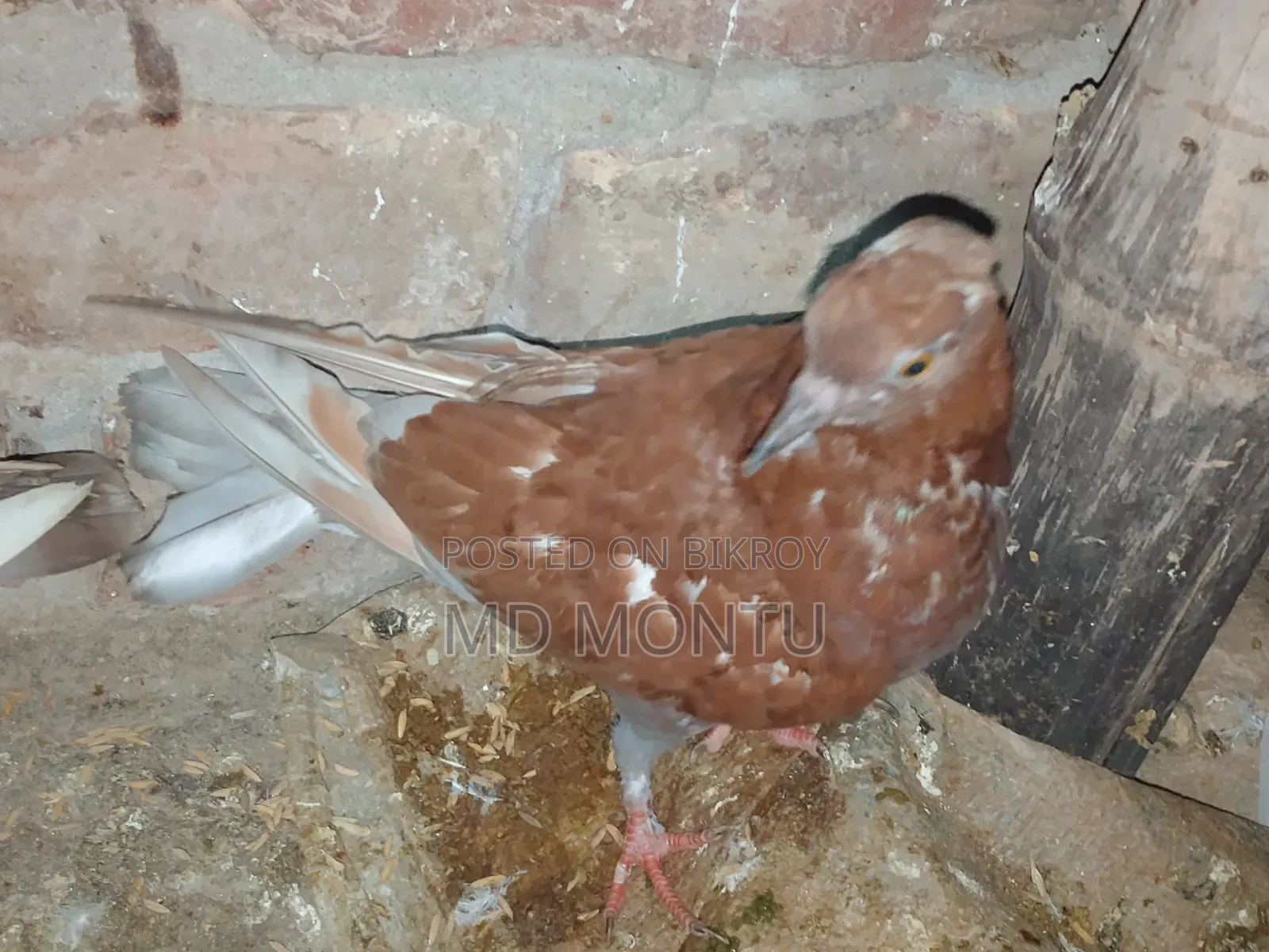 Pigeon Chicks
