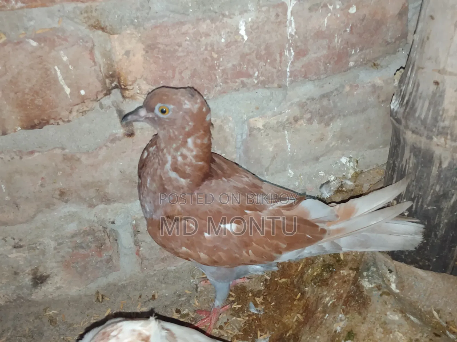 Pigeon Chicks