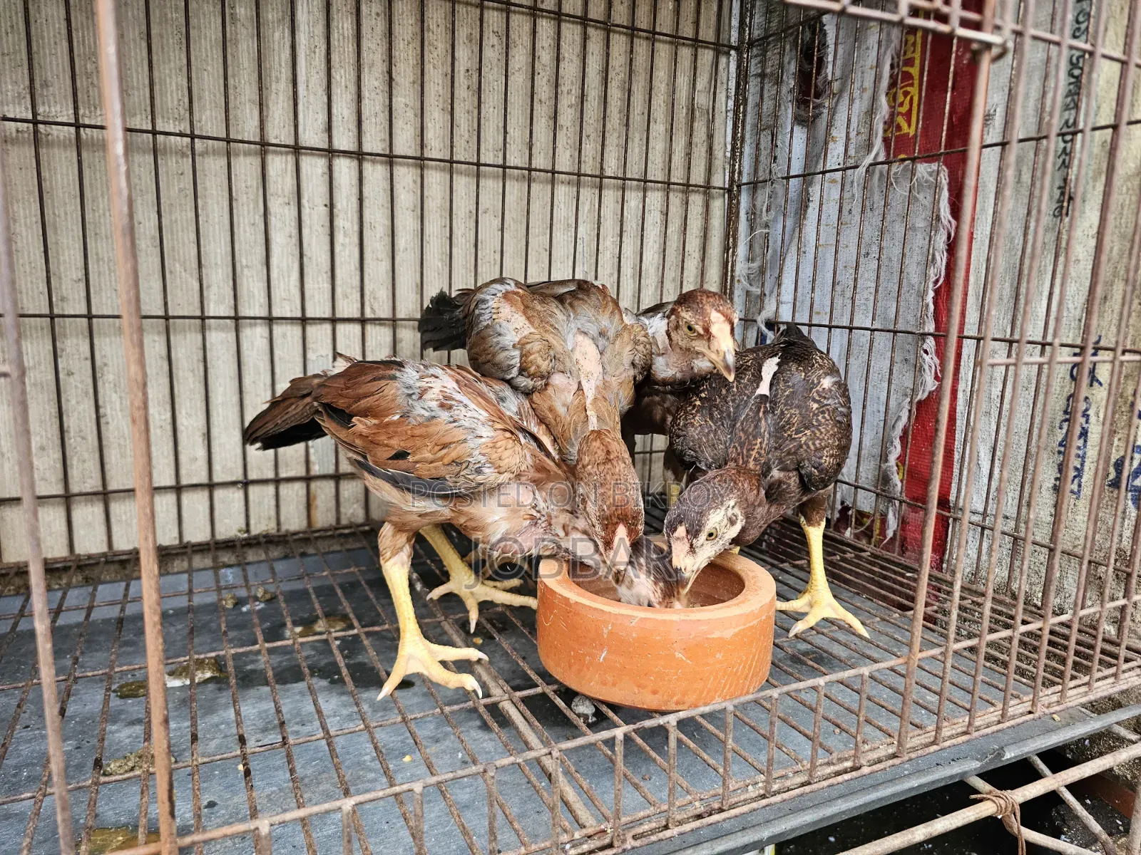 সিল্কি ও আসিল বেবি