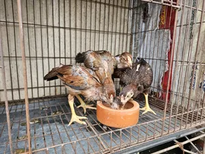 সিল্কি ও আসিল বেবি