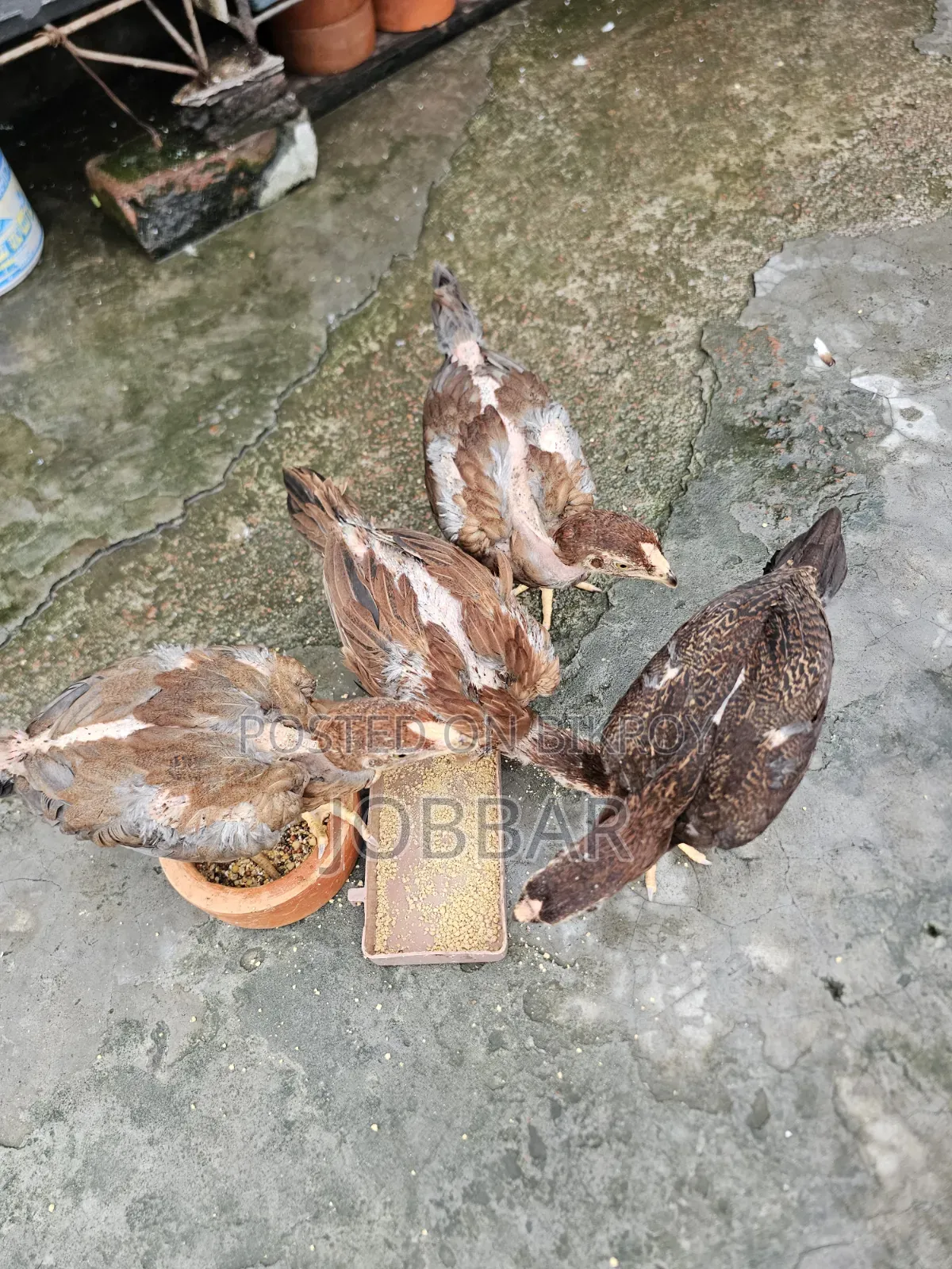 সিল্কি ও আসিল বেবি