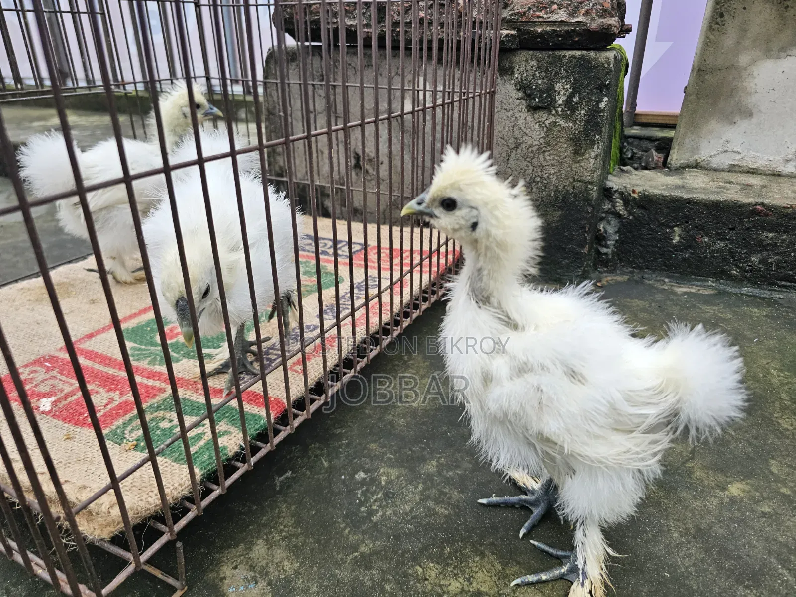 সিল্কি ও আসিল বেবি