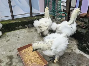 সিল্কি ও আসিল বেবি