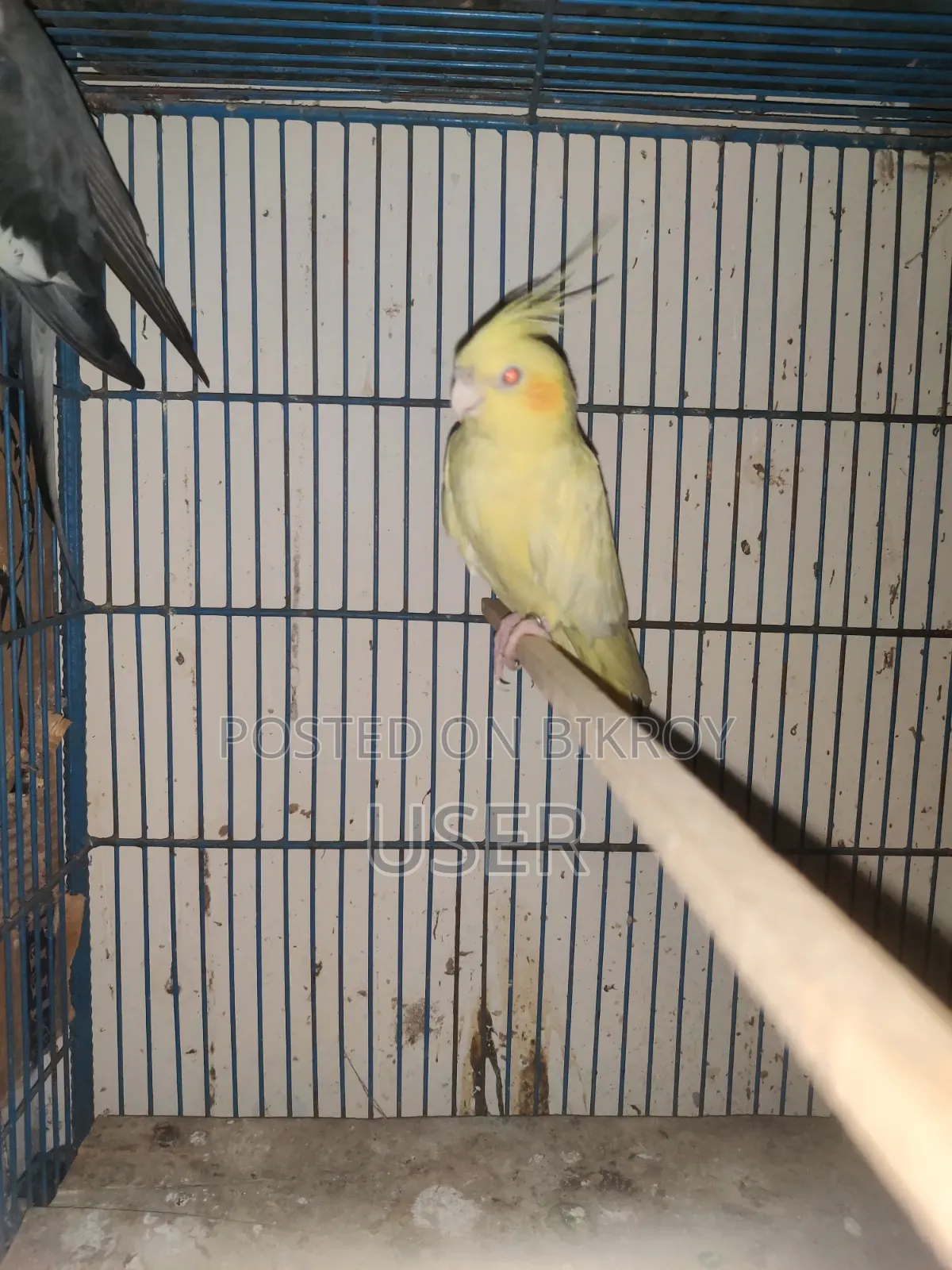 Cockatiel Bird (Running)