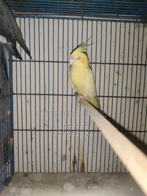 Cockatiel Bird (Running)