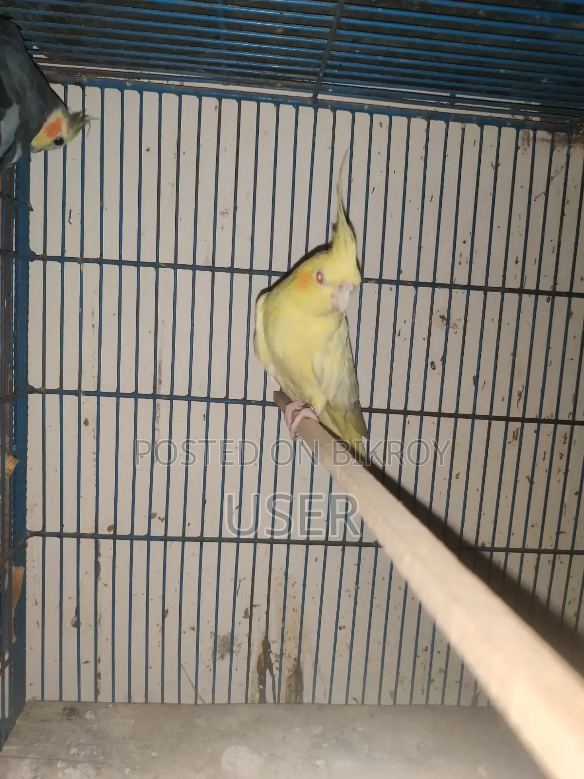 Cockatiel Bird (Running)