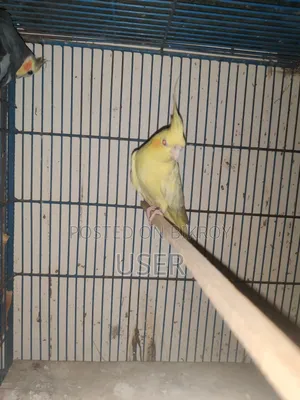 Cockatiel Bird (Running)