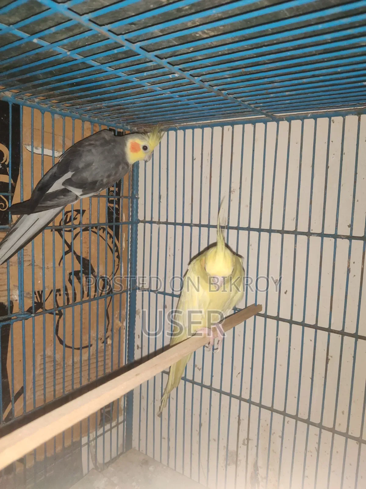 Cockatiel Bird (Running)
