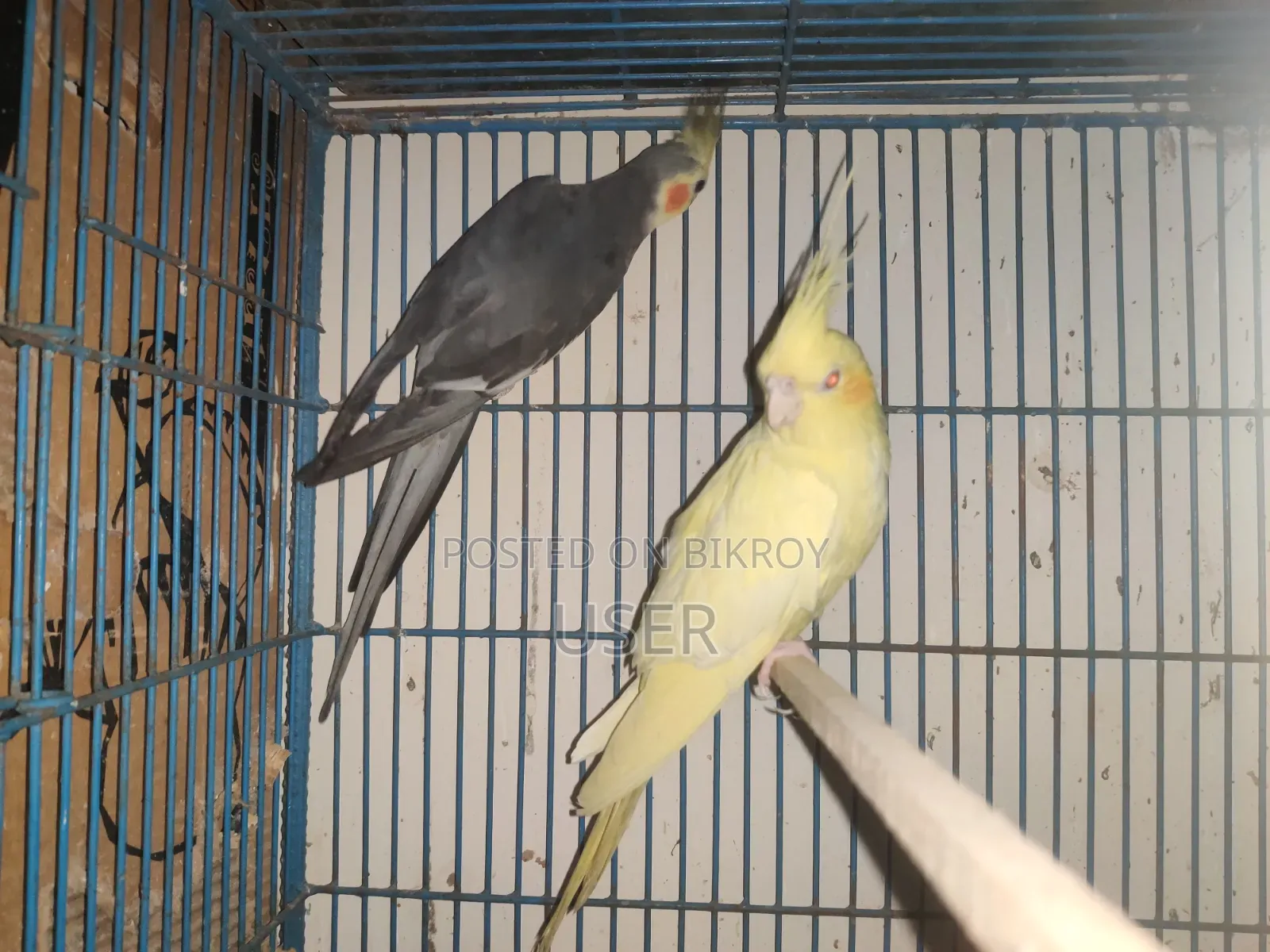 Cockatiel Bird (Running)