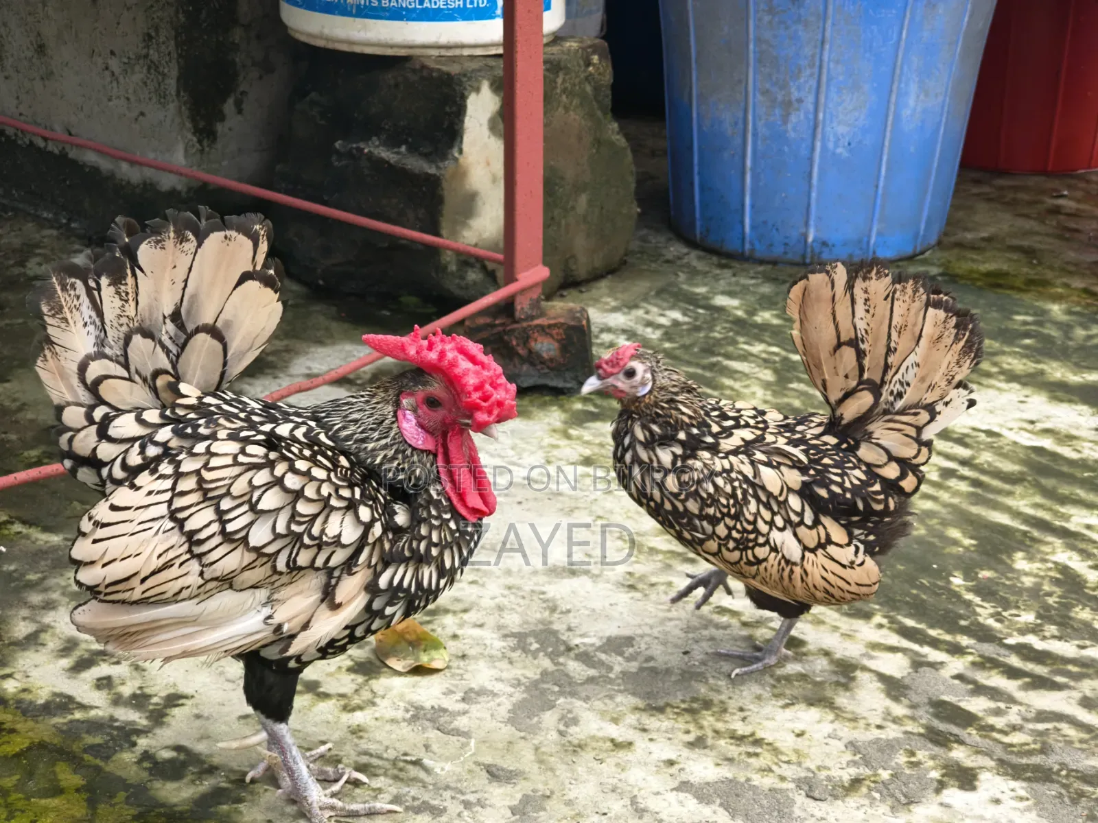 গোল্ডেন সেব্রাইট রানিং পেয়ার