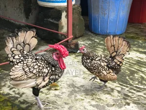 গোল্ডেন সেব্রাইট রানিং পেয়ার