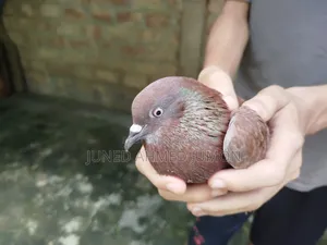 দেশি কবুতর