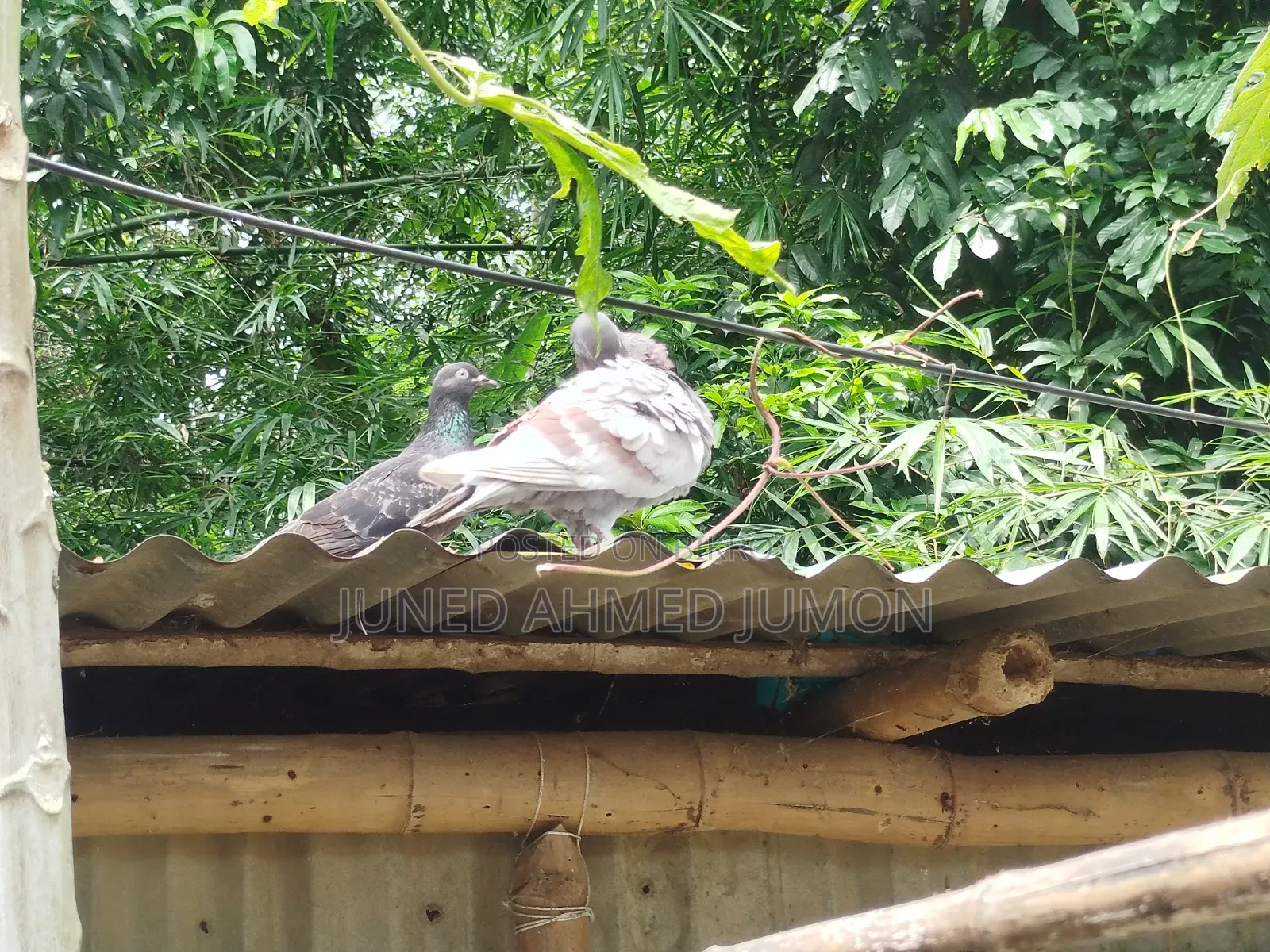 দেশি কবুতর