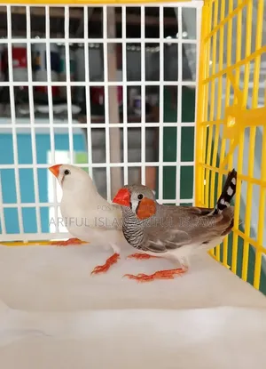 ফিন্চ পাখি বাচ্চা সহ