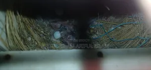ফিন্চ পাখি বাচ্চা সহ