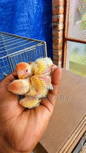 Lutino Red Head Opaline