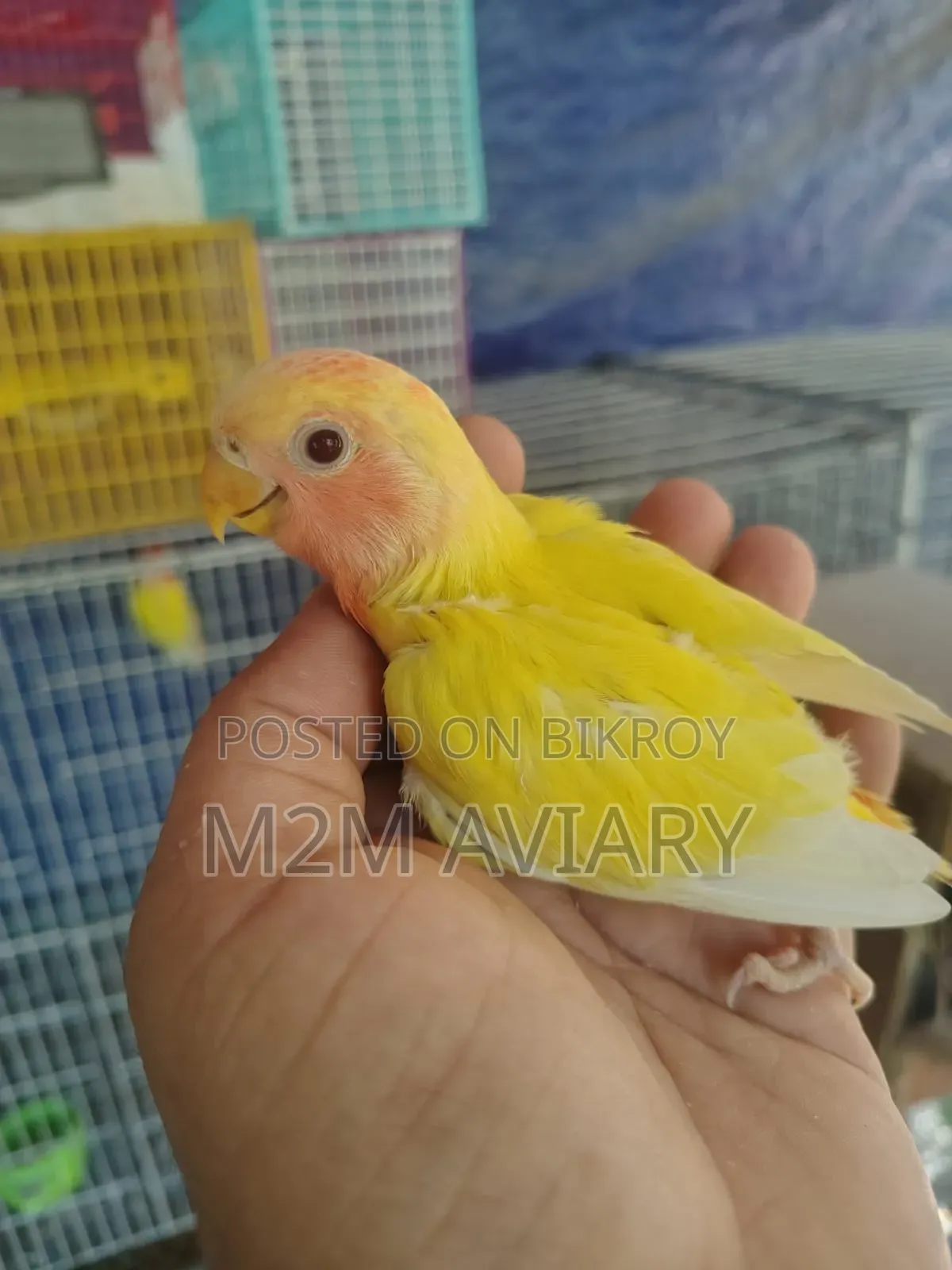Lutino Red Head Opaline