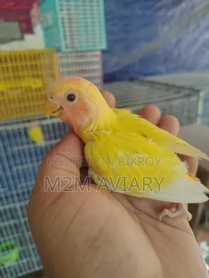 Lutino Red Head Opaline