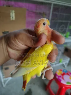 Lutino Red Head Opaline