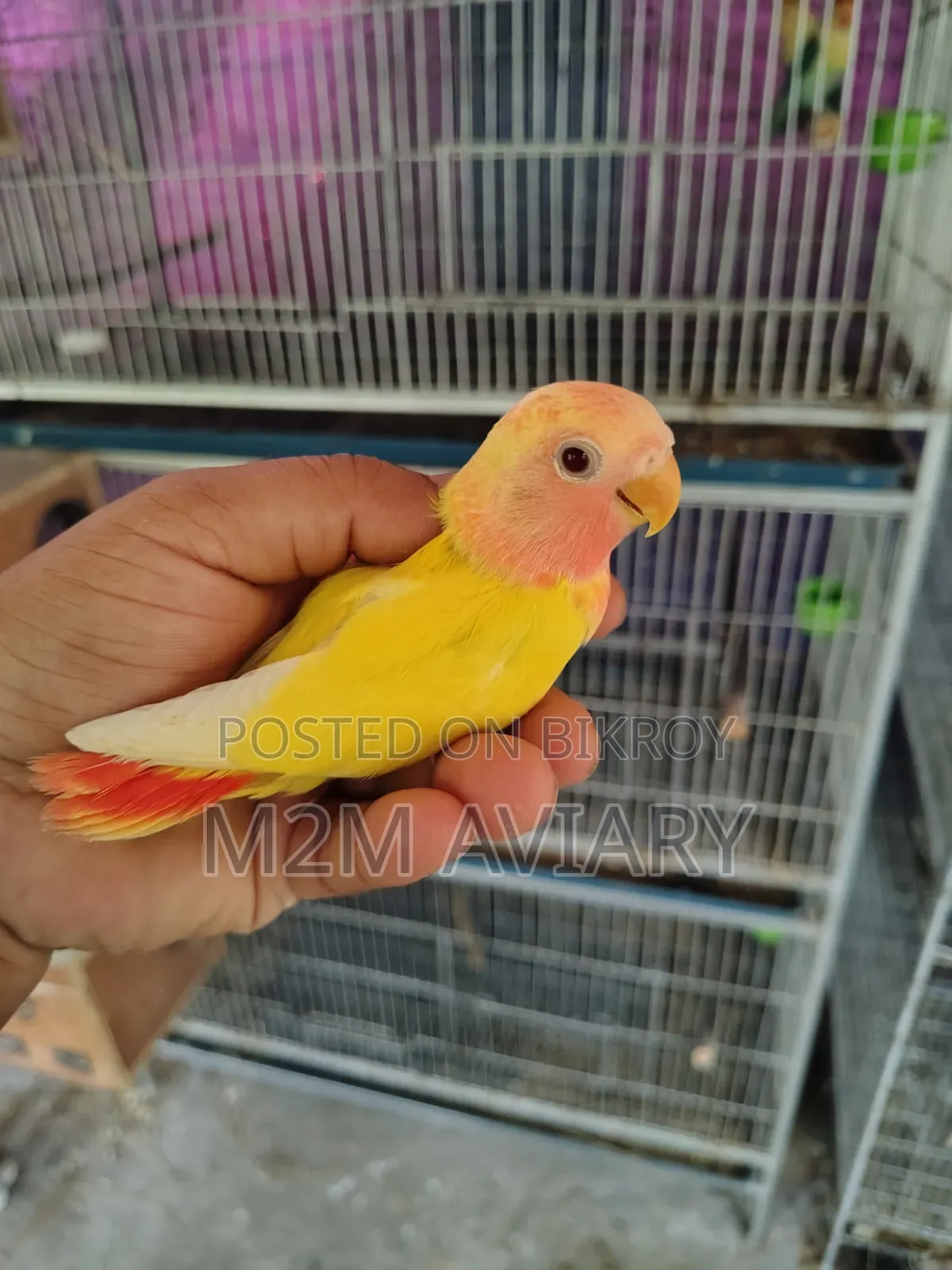 Lutino Red Head Opaline