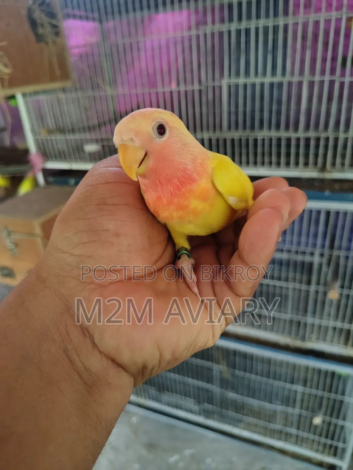 Lutino Red Head Opaline