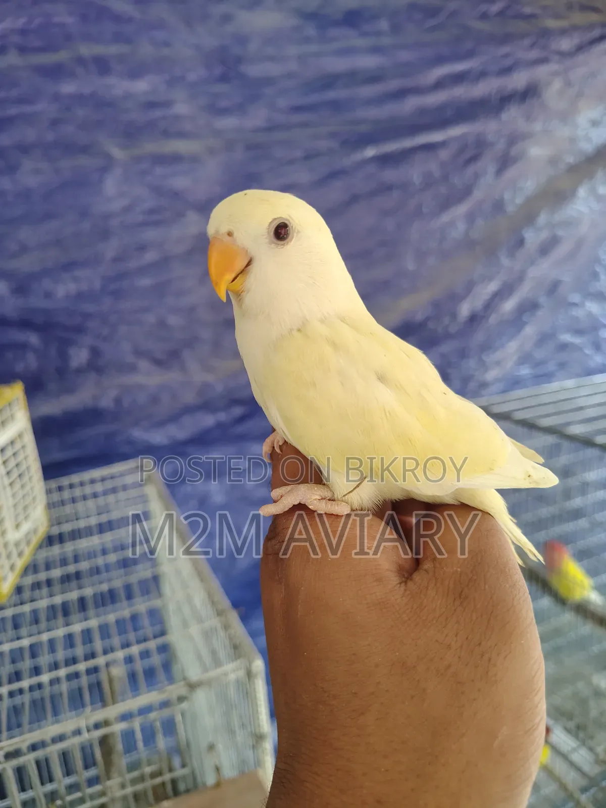 Crimino Opaline