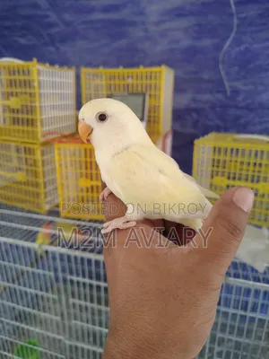 Crimino Opaline