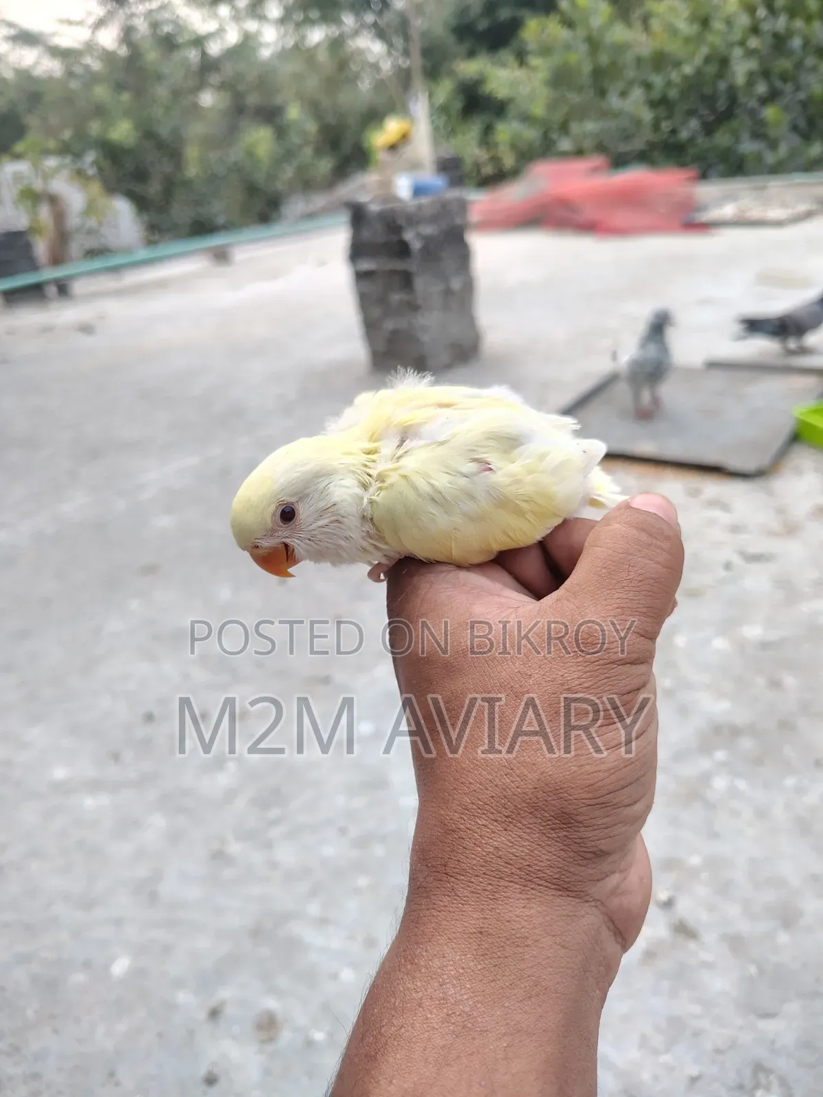 Crimino Opaline