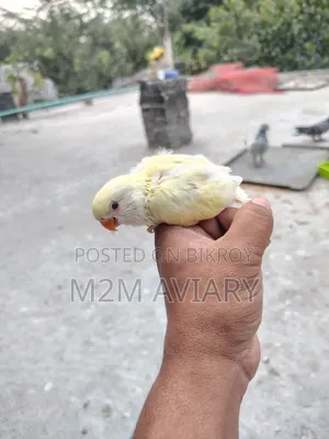 Crimino Opaline