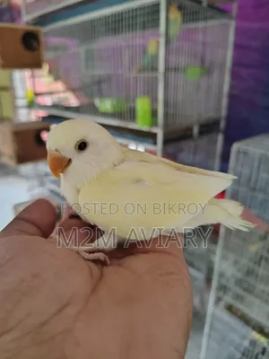 Crimino Opaline