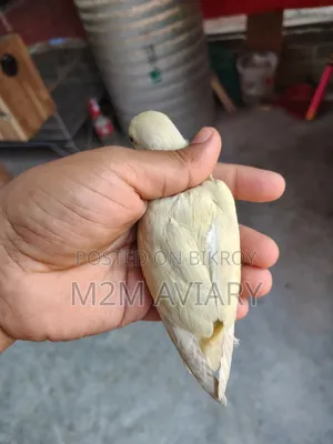 Crimino Opaline