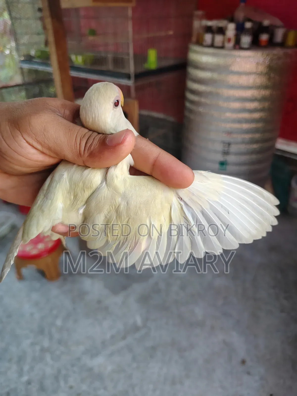 Crimino Opaline