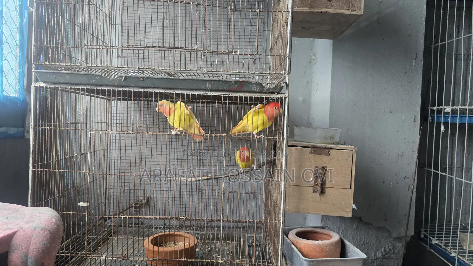 রেডহেড ইয়েলো ওপালিন লাভবার্ড জোড়া বাচ্চা সহ
