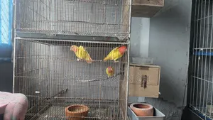 রেডহেড ইয়েলো ওপালিন লাভবার্ড জোড়া বাচ্চা সহ
