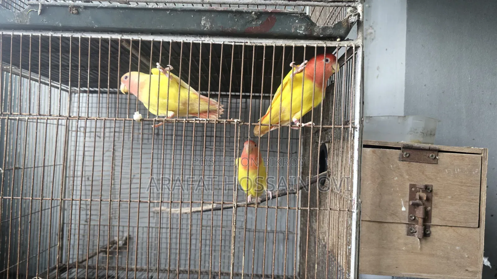 রেডহেড ইয়েলো ওপালিন লাভবার্ড জোড়া বাচ্চা সহ