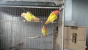 রেডহেড ইয়েলো ওপালিন লাভবার্ড জোড়া বাচ্চা সহ