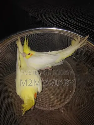 Cockatiel Baby