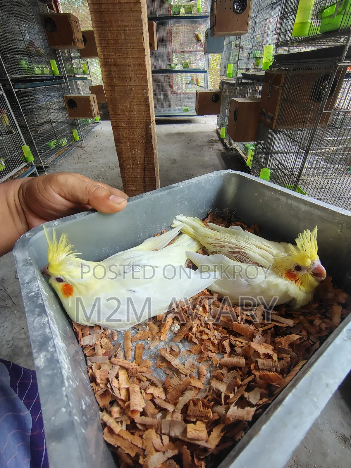 Cockatiel Baby