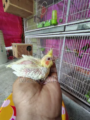 Cockatiel Baby