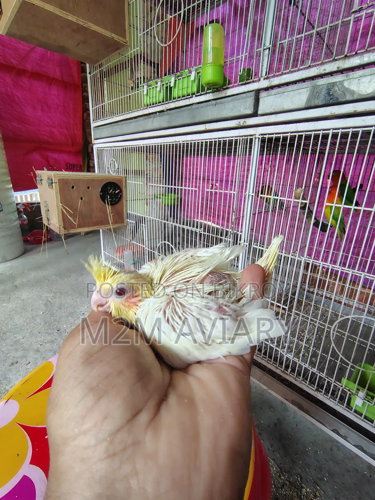 Cockatiel Baby