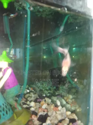 Aquarium Fish Tank With Oxygen Pump and Fish