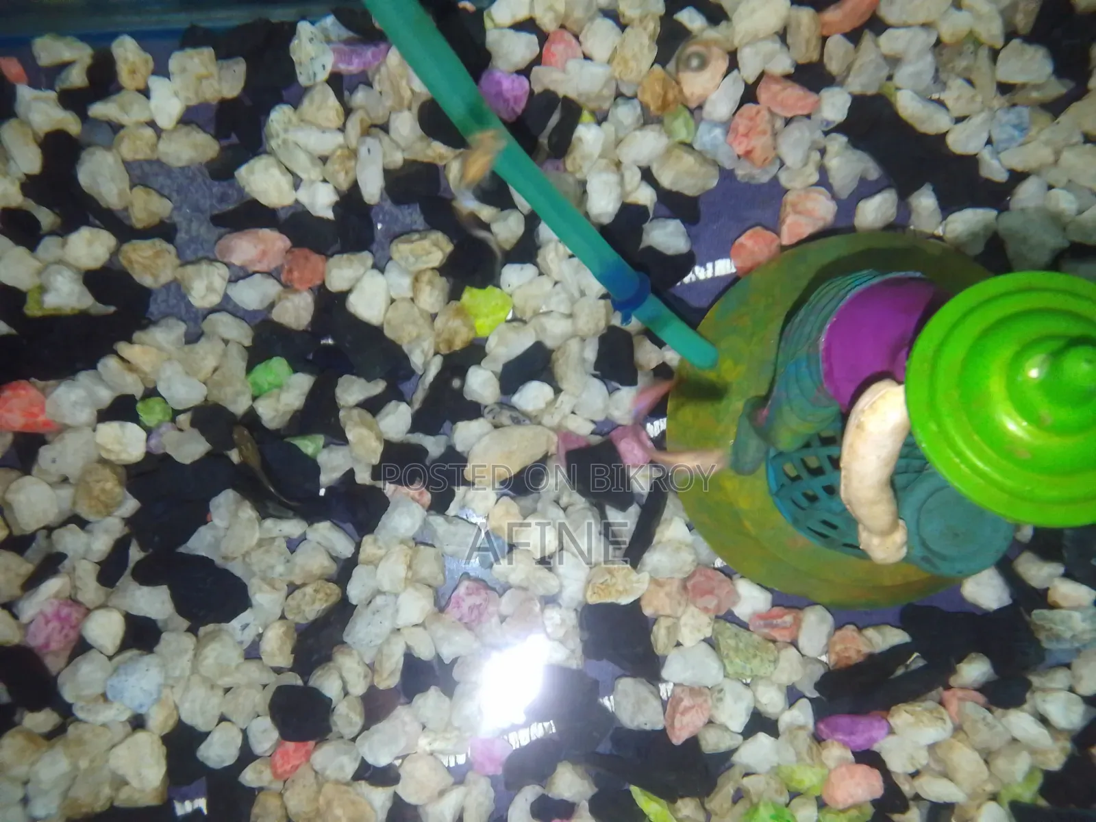 Aquarium Fish Tank With Oxygen Pump and Fish
