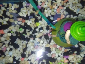 Aquarium Fish Tank With Oxygen Pump and Fish